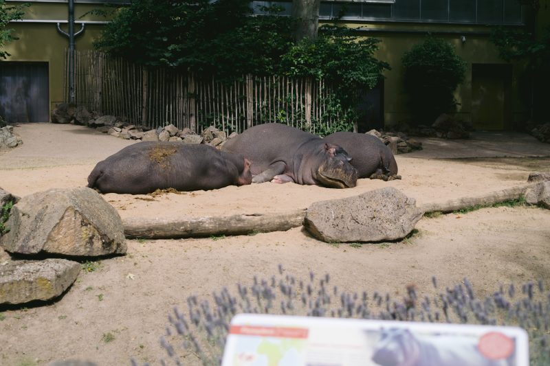 Der Kölner Zoo setzt auf Visitor Control, um auch den Zugang zu Hippodom zu sichern